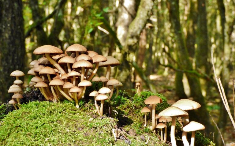 mushrooms, autumn, forest-4383244.jpg